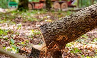 Tragedie într-o familie. Copil de patru ani, lovit mortal de un copac tăiat în pădure de tatăl său