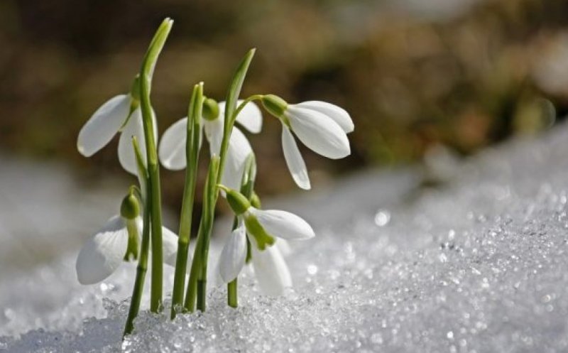 Vine primăvara? Meteorologii anunță temperaturi de până la 20 de grade în plin februarie