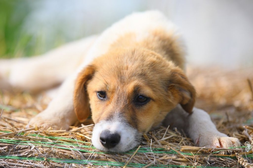 Bărbatul care a abandonat trei cățeluși într-o comună din Cluj e bun de plată. A primit o amendă uriașă