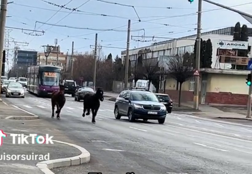 Cai scăpați de sub control pe bulevard al Clujului: „La 100 de m de blocurile de 3000 euro/mp”