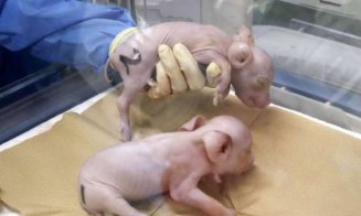 Cercetătorii japonezi au clonat porci pentru a-i folosi ca donatori de organe pentru oameni