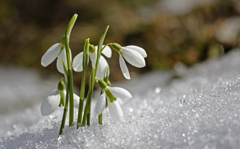 Prognoză nouă de la meteorologi. Cu ce temperaturi începe luna lui Mărțișor