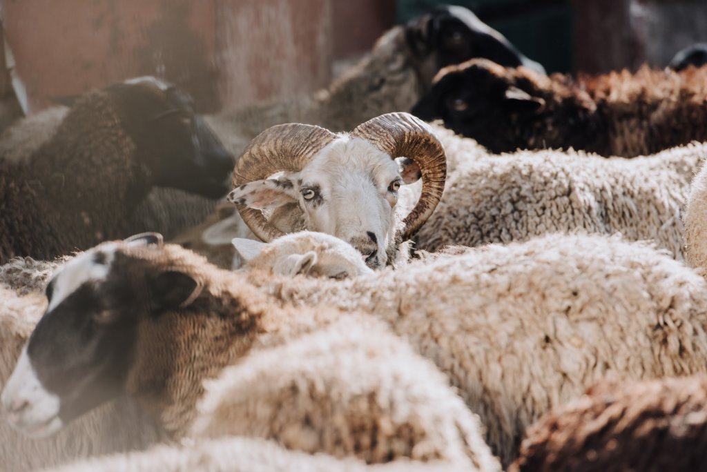 Țara unde România poate începe exportul de ovine și carne de ovine. Vezi anunțul ANSVSA