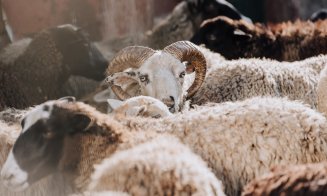 Țara unde România poate începe exportul de ovine și carne de ovine. Vezi anunțul ANSVSA