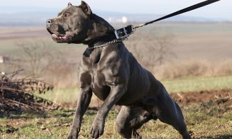 Protecţia Animalelor în acţiune: Sancțiuni contravenționale privind regimul de deținere al câinilor periculoși