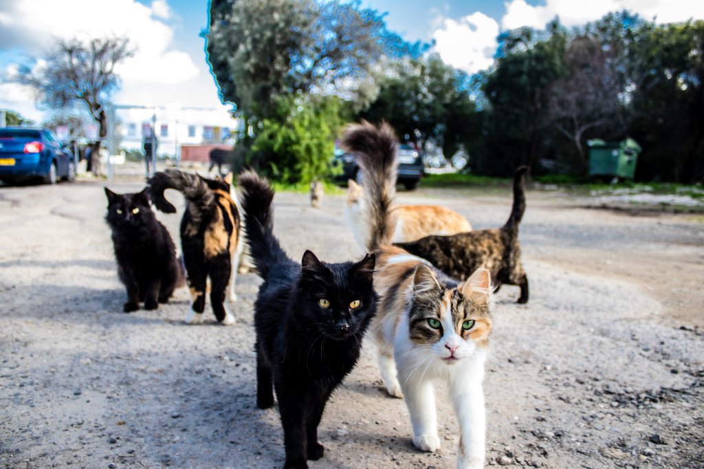 Pisicile "vagaboande" ar putea fi strânse în adăposturi, iar cele nerevendicate ar putea fi eutanasiate
