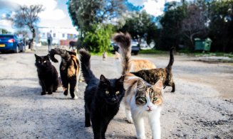 Pisicile "vagaboande" ar putea fi strânse în adăposturi, iar cele nerevendicate ar putea fi eutanasiate