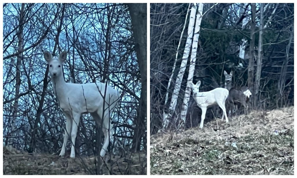 Imagini superbe cu o căprioară albă, surprinse de jandarmi într-o pădure din Transilvania