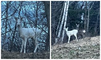 Imagini superbe cu o căprioară albă, surprinse de jandarmi într-o pădure din Transilvania