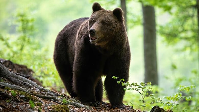 Urs văzut într-o comună din județul Cluj. Intervin jandarmii și un echipaj SMURD