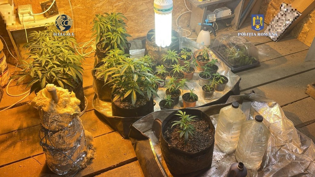 Un "grădinar" din Cluj, prins cu zeci de plante de cannabis în propria locuință