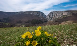 A venit primăvara în Cheile Turzii. Imaginile sunt SUPERBE