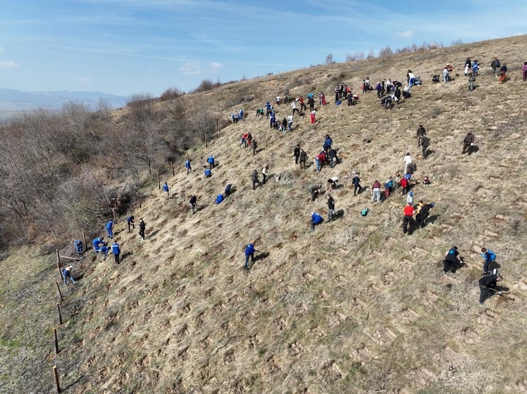 Clujul este mai bogat cu o pădure! Distribuție Energie Electrică Romania plantat 6500 de puieți în localitatea Pruniș