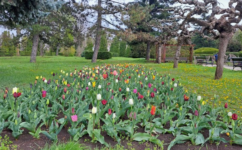 Care sunt cele mai apreciate "oaze verzi" din România. Pe ce loc se află Grădina Botanică din Cluj