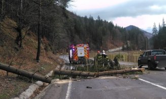Trei copii au ajuns la spital după ce un copac a căzut peste mașina în care se aflau