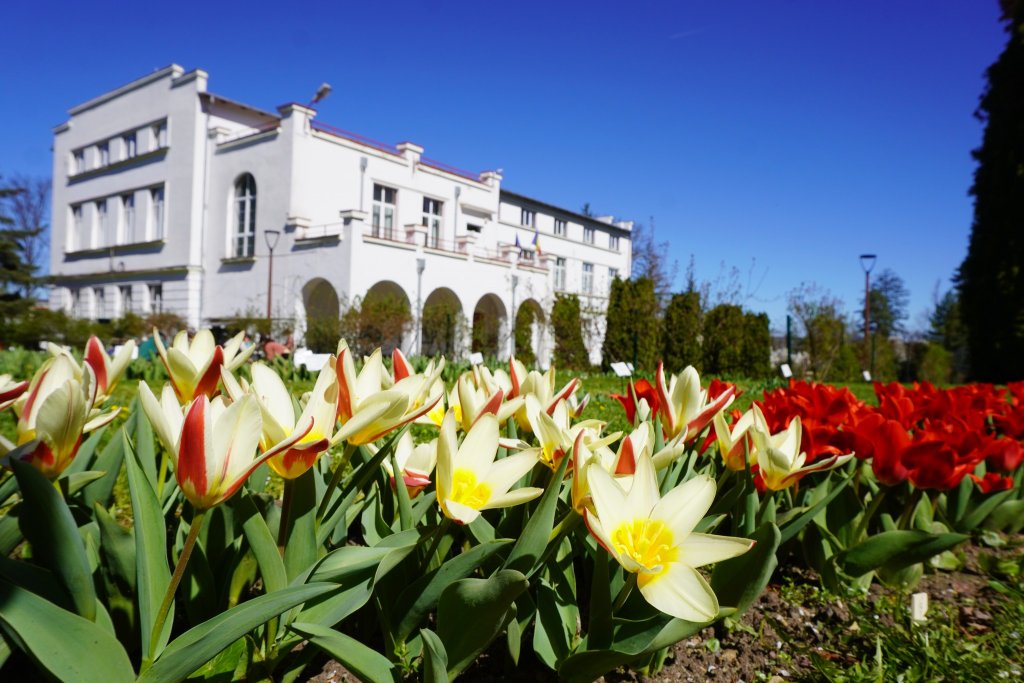 Raiul narciselor, lalelelor și magnoliilor: Grădina Botanică din Cluj trece la programul prelungit de primăvară
