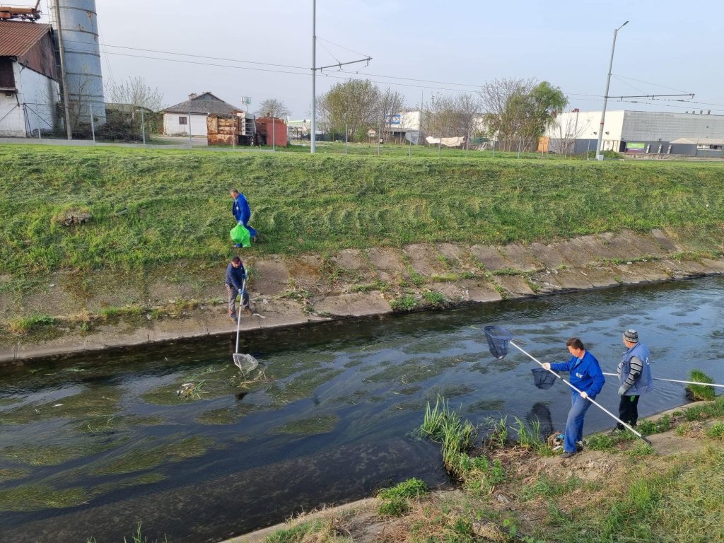 Sute de pești morți pe un râu din Oradea. Ce teorie au autoritățile