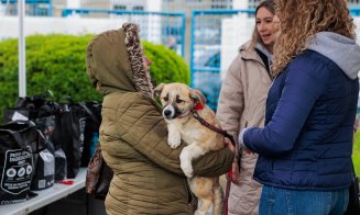 Ia-mă cu tine! Acțiune de adopție la Cluj. Peste 300 de câini speră că își vor găsi sâmbătă o familie