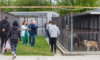 De ce acte ai nevoie pentru a adopta un cățel fără stăpân la Cluj-Napoca