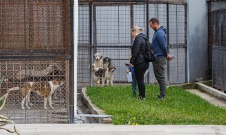 De ce acte ai nevoie pentru a adopta un cățel fără stăpân la Cluj-Napoca