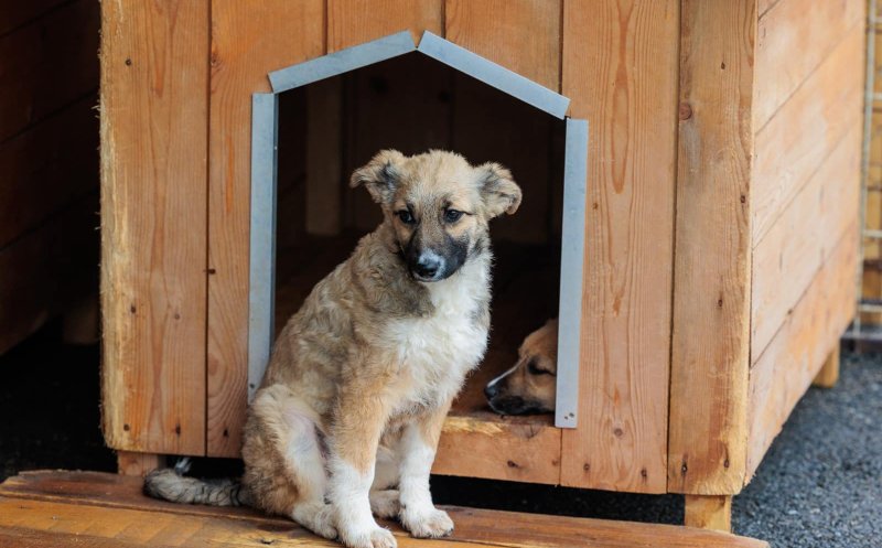 De ce acte ai nevoie pentru a adopta un cățel fără stăpân la Cluj-Napoca