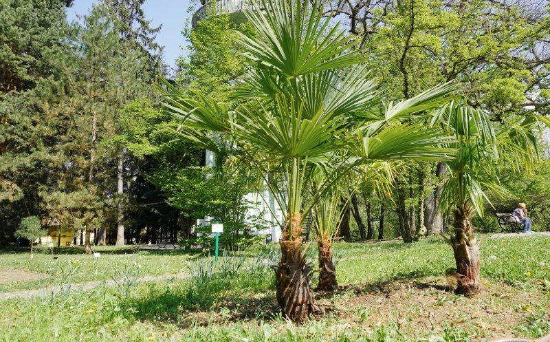 Primii palmieri din exterior au trecut cu bine iarna în Grădina Botanică din Cluj-Napoca
