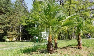 Primii palmieri din exterior au trecut cu bine iarna în Grădina Botanică din Cluj-Napoca
