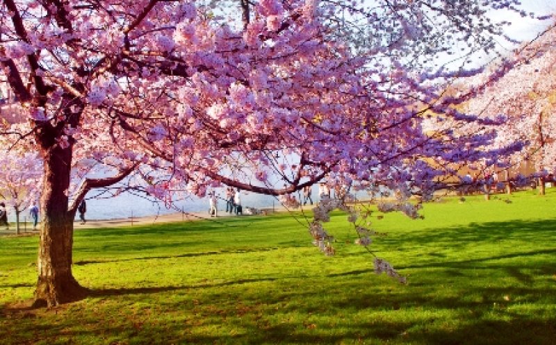 Meteorologii au actualizat prognoza! Cum va fi vremea de Florii, 1 Mai și Paște