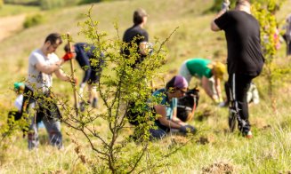 Banca Transilvania dă startul acțiunilor de împădurire și voluntariat din acest an