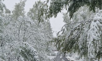 Zăpada care a căzut în judeţul Cluj a rupt copaci şi stâlpi de curent