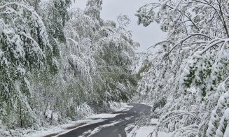 Zăpada care a căzut în judeţul Cluj a rupt copaci şi stâlpi de curent