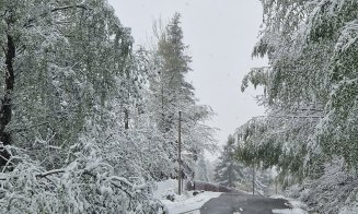 Zăpada care a căzut în judeţul Cluj a rupt copaci şi stâlpi de curent