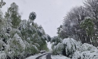 Zăpada care a căzut în judeţul Cluj a rupt copaci şi stâlpi de curent