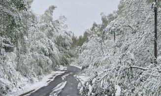 Zăpada care a căzut în judeţul Cluj a rupt copaci şi stâlpi de curent