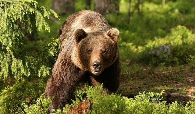 Incident grav în România! O turistă străină a fost atacată de un urs în timpul unei plimbări