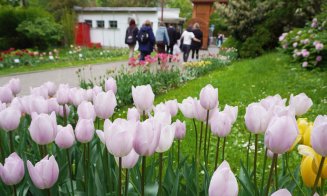 Grădina Botanică Cluj:  Colecțiile de lalele sunt în plină floare, în special soiurile târzii și speciile botanice