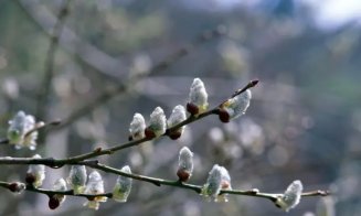 Duminica Floriilor. Tradiții, obiceiuri și superstiții