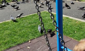 Supărare în Mănăştur: Rahat de porumbei peste tot în spaţiile de joacă pentru copii / "Dar nu este interzis să hrănești porumbeii pe spațiul publ