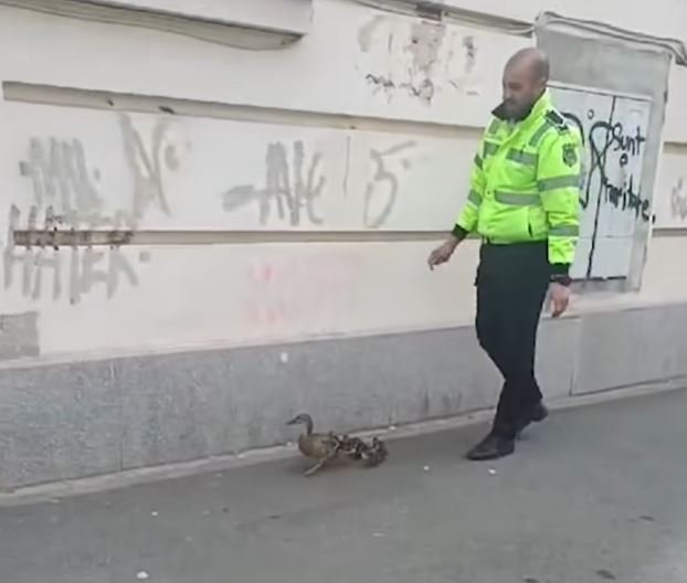 Imagini virale: Rățuște rătăcite pe o stradă din Cluj-Napoca, "escortate" de un polițist local