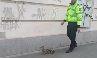 Imagini virale: Rățuște rătăcite pe o stradă din Cluj-Napoca, "escortate" de un polițist local