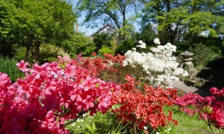 Record de vizitatori înregistrat la grădina botanică din Cluj! Zeci de mii de fire de lalele, narcise și zambile așteaptă încă să fie admirate