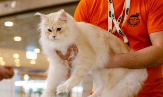 100 de pisici din rase deosebite vor participa în acest weekend, în Iulius Mall Cluj, la ediția jubiliară a WCF International Cat Show