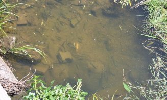 Dezastru ecologic în județul Cluj. Peşti morţi pe Valea Salcă din cauza deversărilor de la Parcul Balnear Toroc