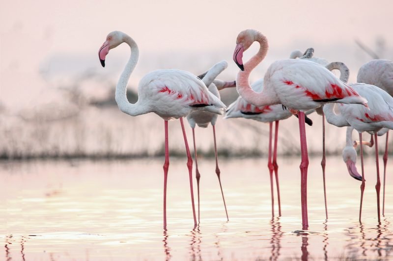 Păsările flamingo au poposit din nou în Delta Dunării