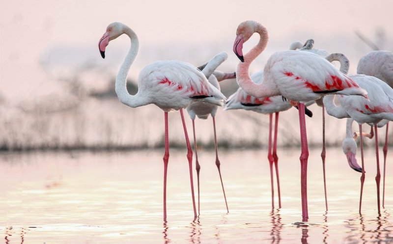 Păsările flamingo au poposit din nou în Delta Dunării