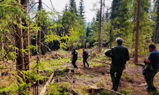 Lovitură pentru mafia lemnului din Apuseni. Lemn confiscat și amenzi uriașe date de garda forestieră din Cluj