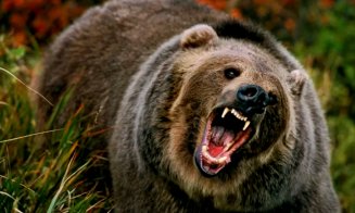 IMAGINI cu ursul din județul Cluj: A fost fugărit de un cățel pe ulița satului