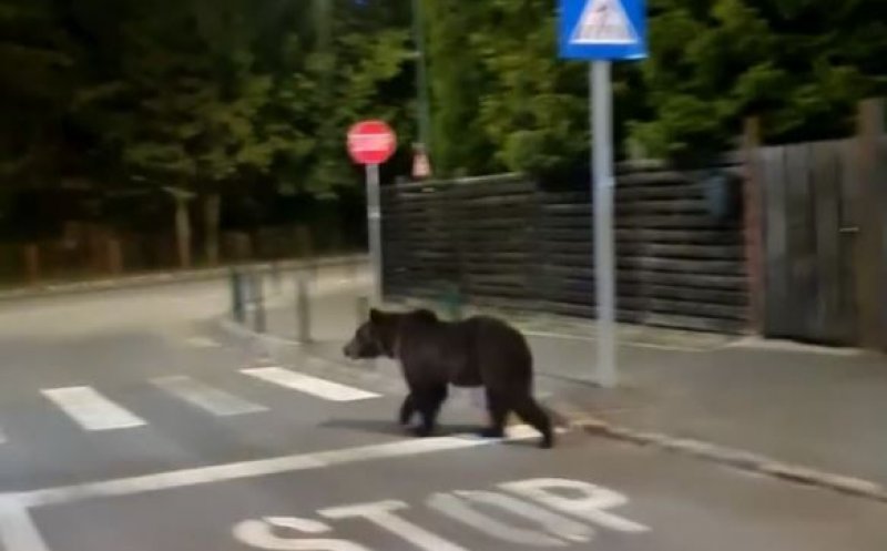 IMAGINI virale: Urs la plimbare prin centrul stațiunii Poiana Brașov