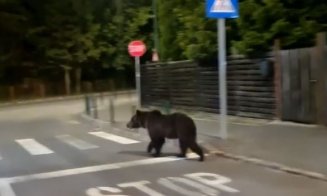 IMAGINI virale pe net: Urs ieșit la plimbare prin centrul stațiunii Poiana Brașov