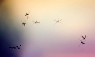 Alertă: Tot mai mulți țânţari care transmit Zika și Febra Galbenă în Europa/ Crește numărul cazurilor de îmbolnăviri cu Denga